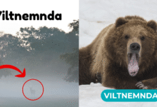 viltnemnda