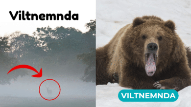 viltnemnda