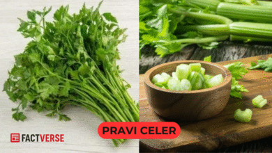 Pravi Celer