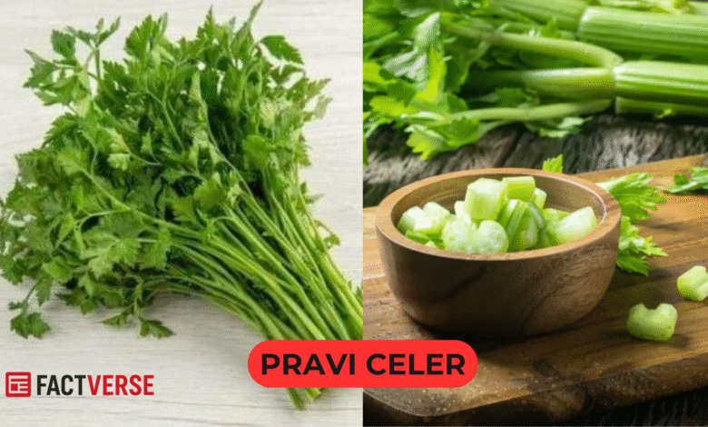 Pravi Celer